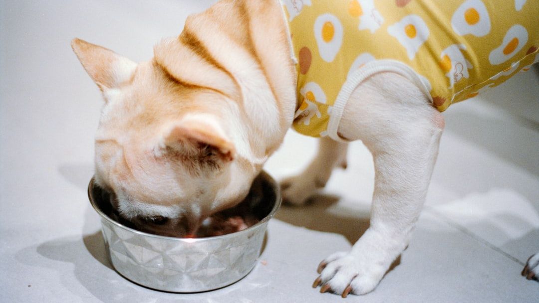 7 Common Household Items That Are Secretly Dangerous For Your Pets