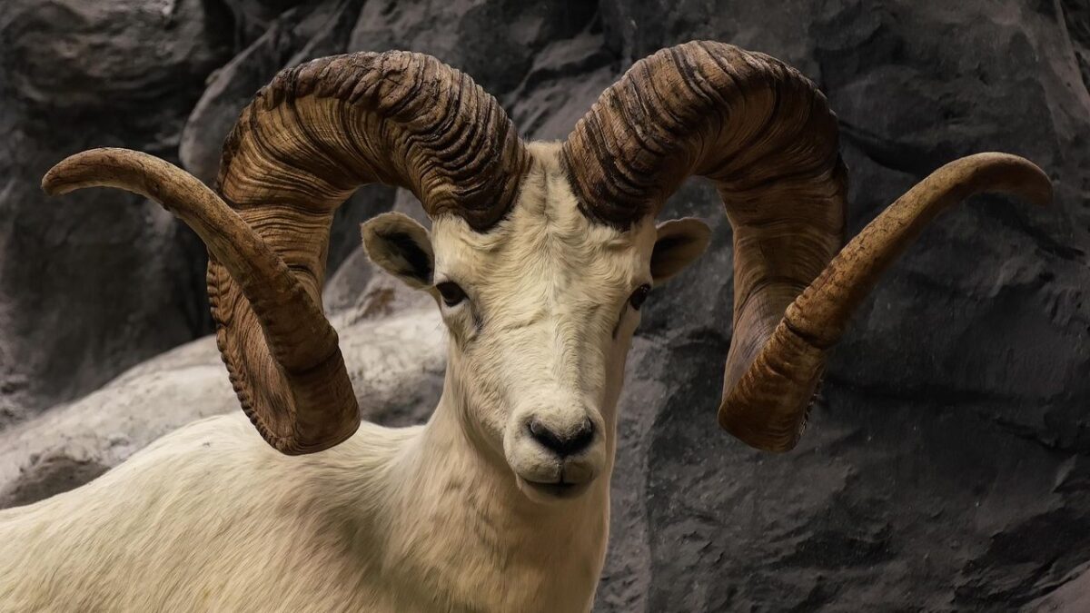 10 Unique Animal Friendships That Prove Love Knows No Species Boundaries