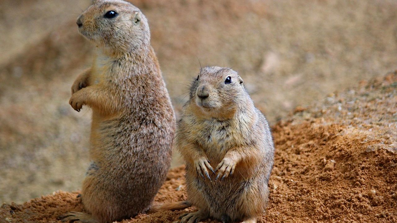 9 US National Parks Where Endangered Species Are Making a Remarkable Comeback - Animals Around The Globe