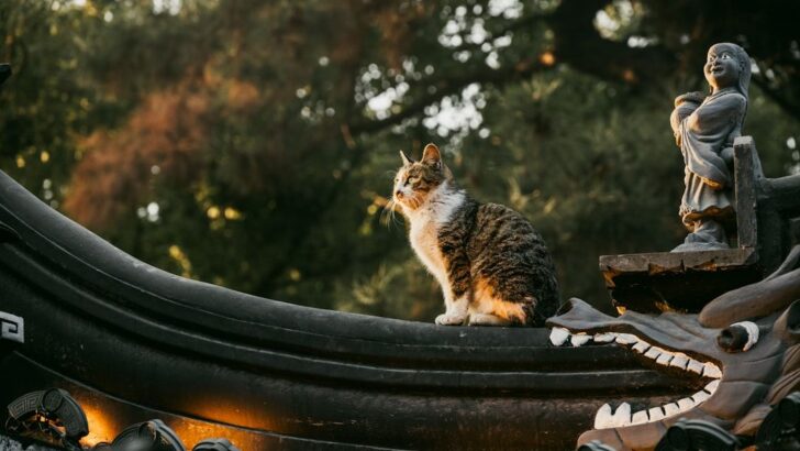 What Cat Breed Are You According to Your Zodiac Sign