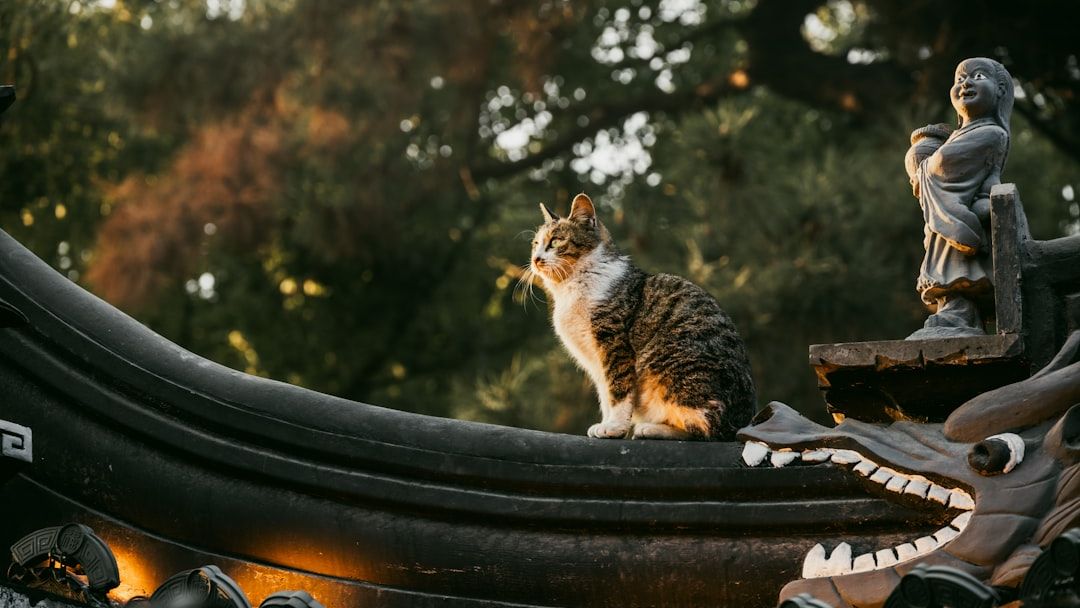 What Cat Breed Are You According to Your Zodiac Sign