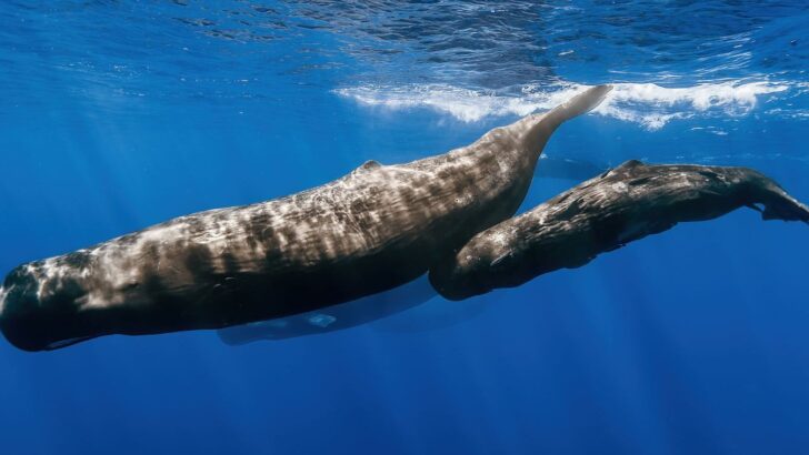 Silent Robot Follows Sperm Whales by Tuning into Their Echo Clicks, Helping Scientists Monitor Whale Movements