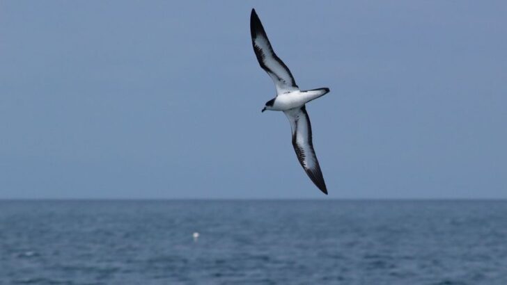 Galápagos Landowners Step Up in Critical Battle to Save Elusive Petrel