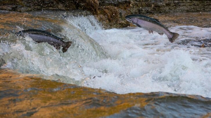 Cocaine Residues in Natural Waterways Push Young Salmon into Riskier Places