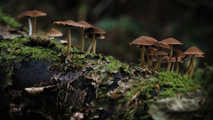 Fungi Can Shape the Weather and Scientists Are Finally Learning How
