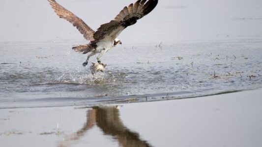 Ospreys Are Flourishing Across US Waterways, Signaling Healthier River Ecosystems