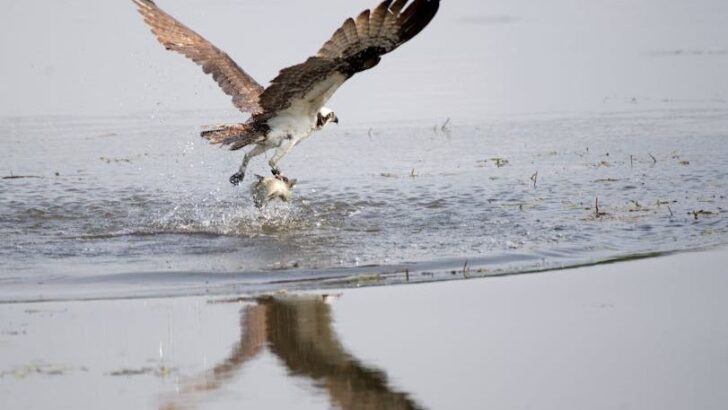 Ospreys Are Flourishing Across US Waterways, Signaling Healthier River Ecosystems