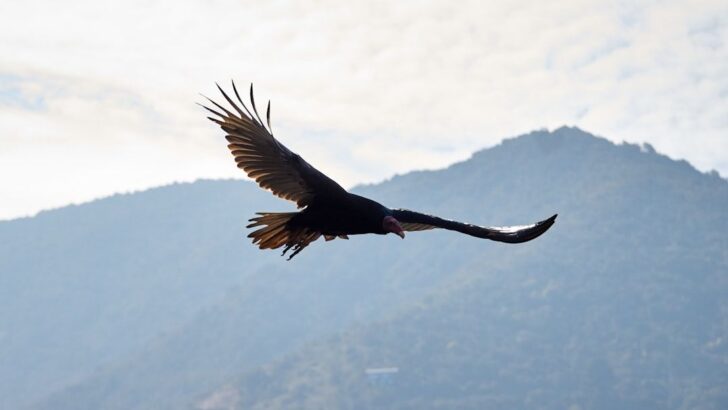 The Recovery of the California Condor Offers Hope for Other Critically Endangered Birds