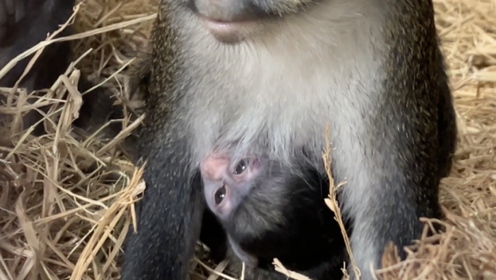Oakland Zoo Celebrates Baby Tumbili, The First Red-Tailed Guenon Baby Born in The Zoo