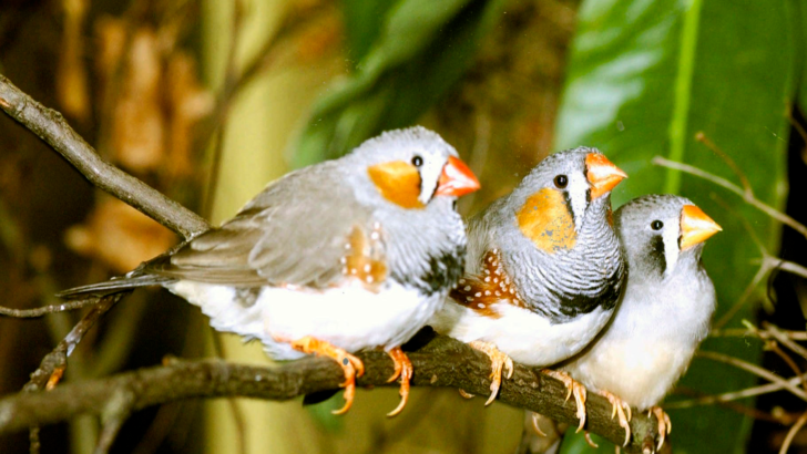 Scientists Explore The Link Between Best Dancing Birds And Possible Higher Intelligence
