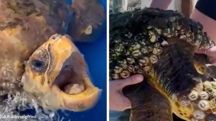 Barnacle Covered Sea Turtle Survives Against All Odds After 92-Day Rehabilitation Effort
