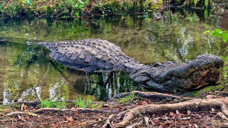Florida Theme Park Mourns Iconic 1,000-Pound Alligator Buddy