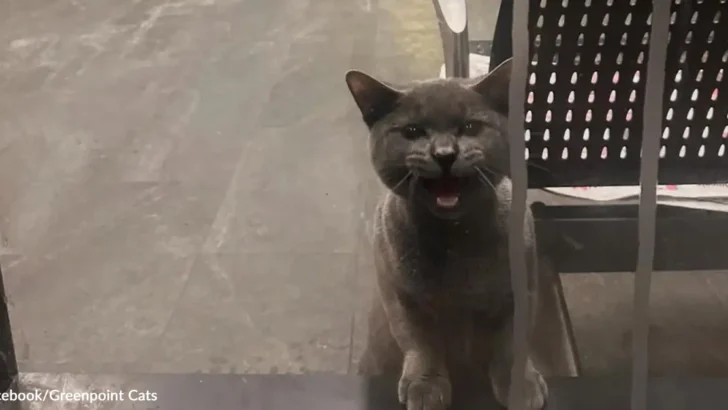 Cat Trapped Inside Brooklyn Bus Depot Rescued After Desperate Cries