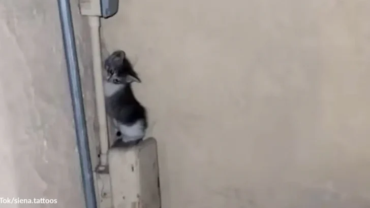 Woman Tracks Down Midnight Screams to Find Frightened Tiny Kitten Crying On An Electrical Box