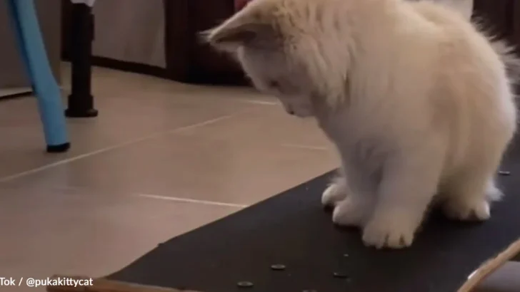 Tiny Skateboarding Kitten Goes Viral And Wins Hearts Everywhere