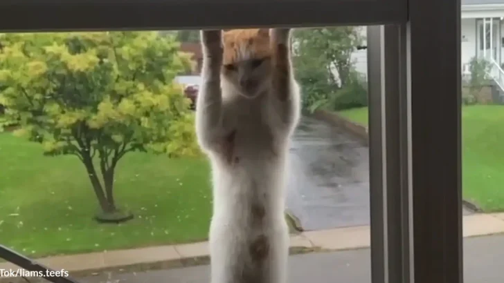 Persistent Stray Cat Keeps Climbing Woman’s Window Until She Lets Him Stay