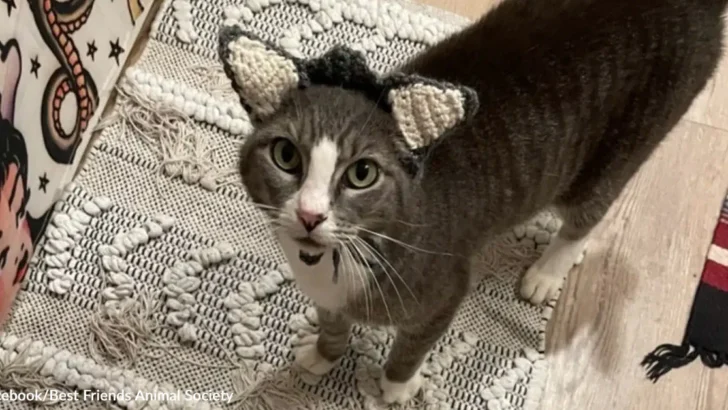 Crocheted Ears Ignite Confidence in Earless Shelter Cat, Now She Shines in Her Forever Home