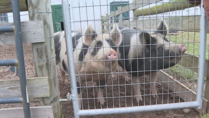 Rescued Hogs Find Sanctuary After Record Floods Devastate Wyoming County Farm