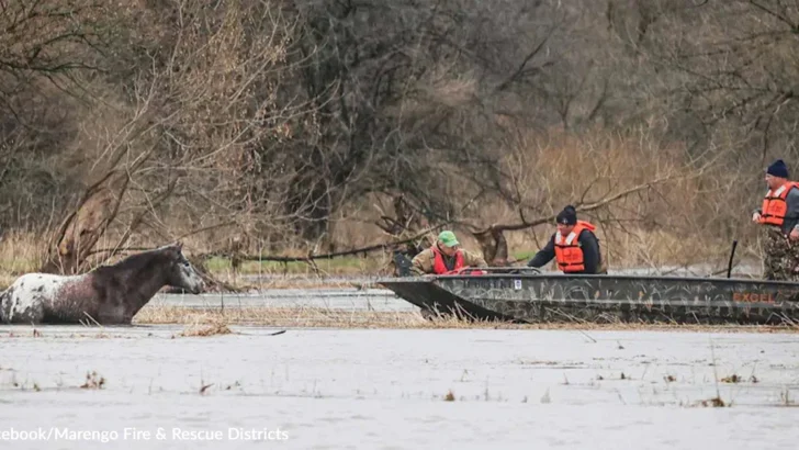 Rescuers Battle Deadly Currents to Save Hypothermic Horse in Northern Illinois Flood