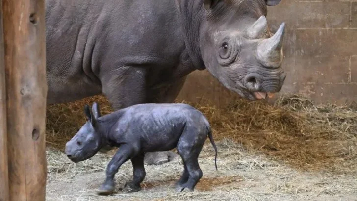 Critically Endangered Rhino Baby Born at Lincoln Park Zoo, Signals Hope for Species