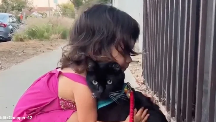 Little Girl Meets a Leashed Cat and Instantly Bonds With Her New Best Friend