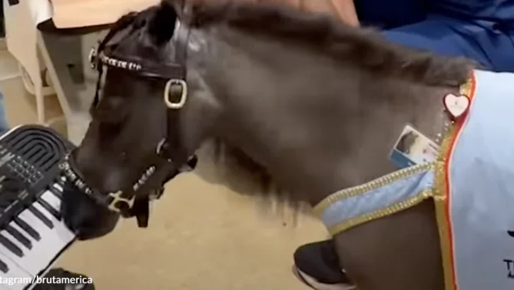 Tiny Therapy Horse Delivers Big Healing Moments for Young Patients