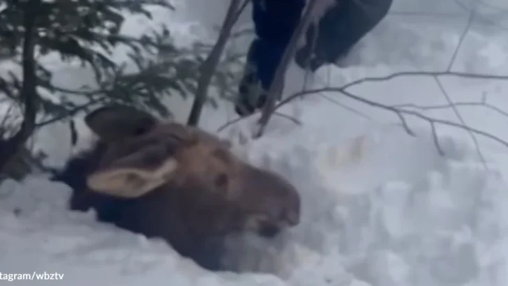 Snowmobilers’ Patient Rescue Frees Young Moose from New Hampshire Snow Trap
