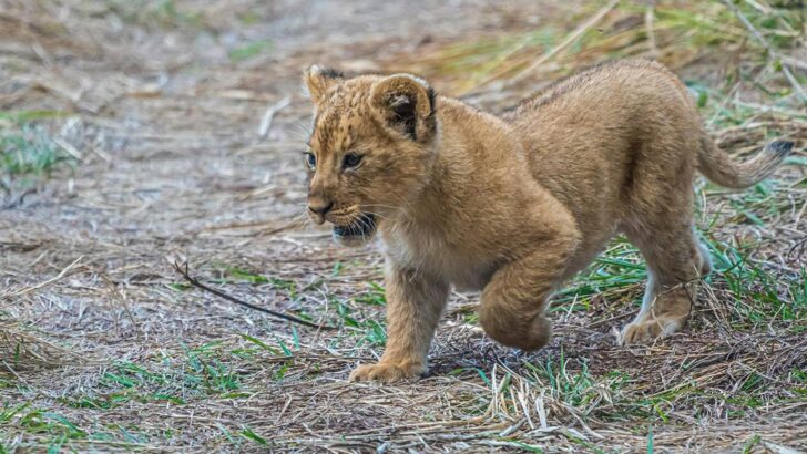 Rescued Lion Cub Reunites With His Family After Trafficking Nightmare