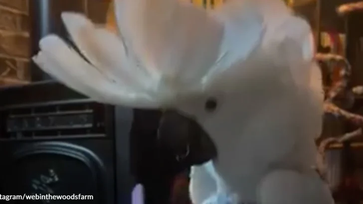 Mischievous Cockatoo Cannot Stop Following His Human Brother and Being the Center of Attention