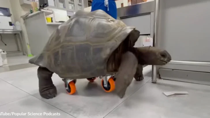 Wheels Give Injured Giant Tortoise a Second Chance at Walking