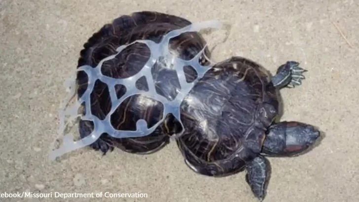 Peanut the Turtle Becomes A 30-Year Symbol of Resilience Against Plastic Ocean Waste