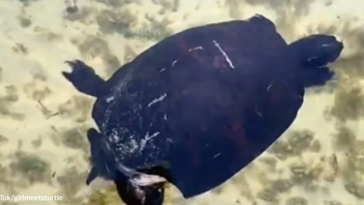 Lonely Woman Bonds With Two Wild Turtles Who Visit Her Every Day