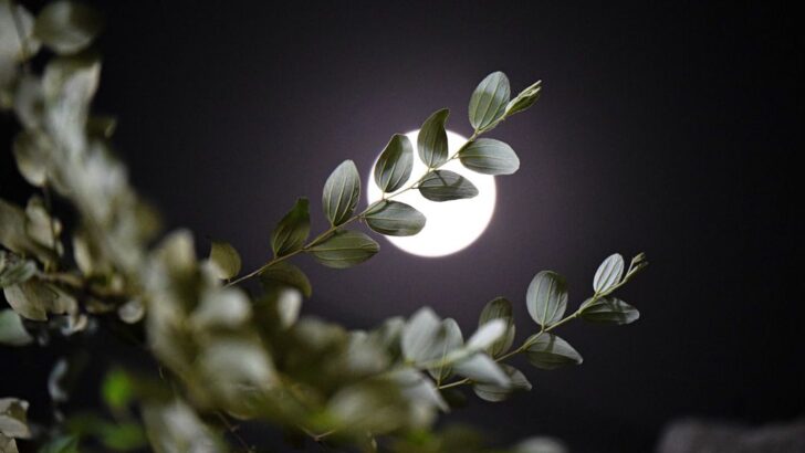 Flower Moon Lights Up May Skies as Subtle Micromoon