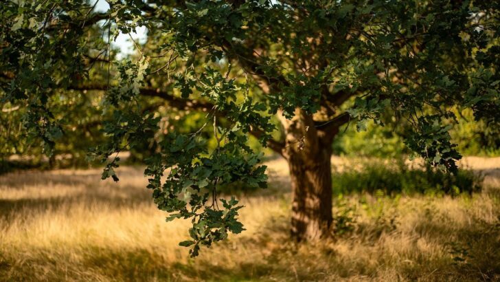 Oak Trees&rsquo; Cunning Delay: Three Days to Thwart Caterpillar Hunger
