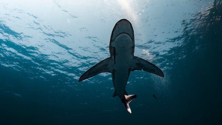Shark Extinction Crisis Draws Top Global Minds to Sri Lanka&rsquo;s Shores