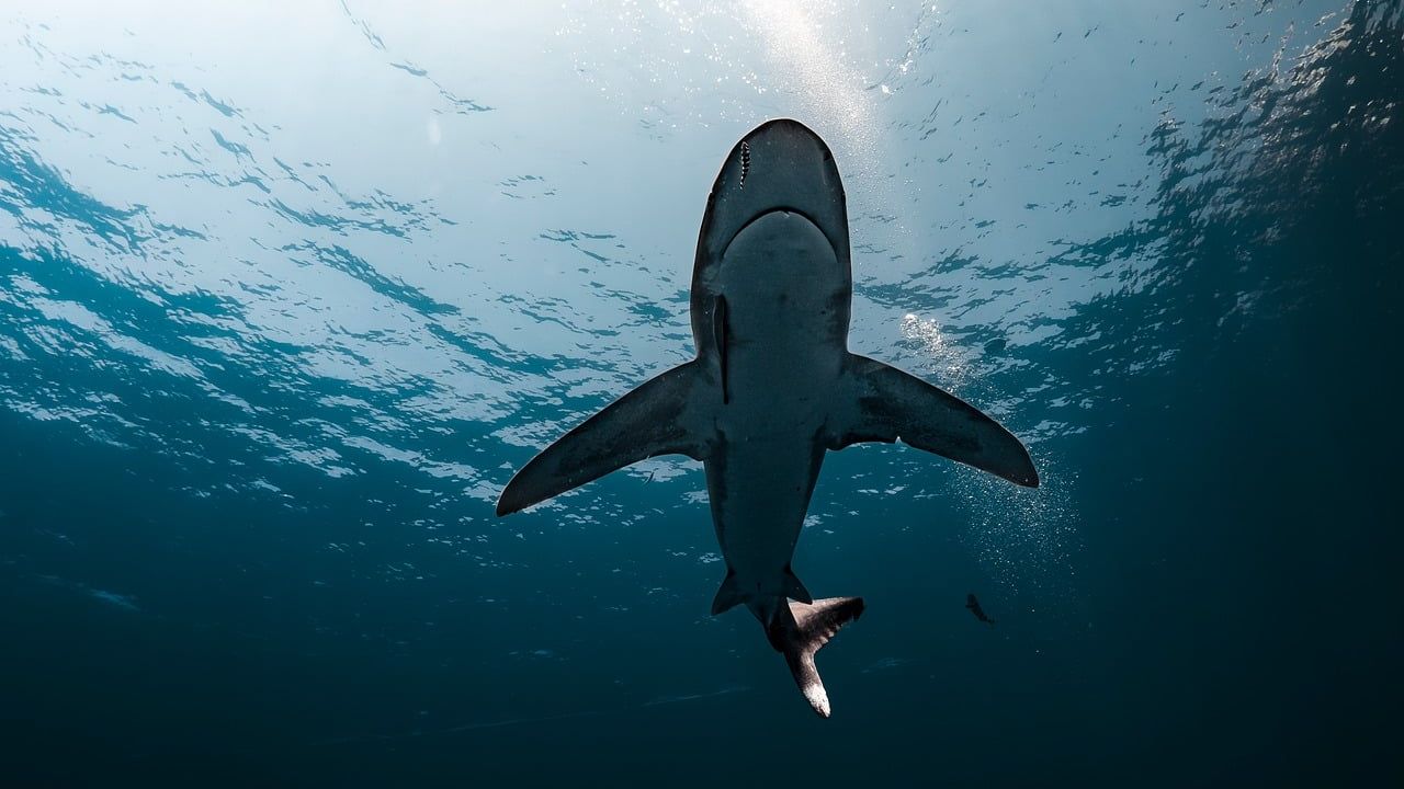 World&rsquo;s largest shark conference is set to begin in Sri Lanka next week