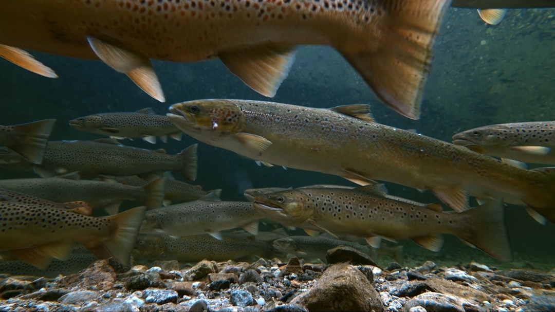 Wild Salmon Populations Are Rebounding in the Pacific Northwest, A Sign of Healthier Rivers