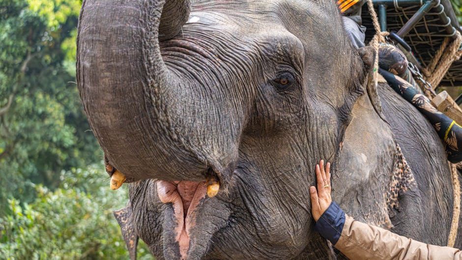 The Silent Language of Elephants Reveals Deep Emotional Connections