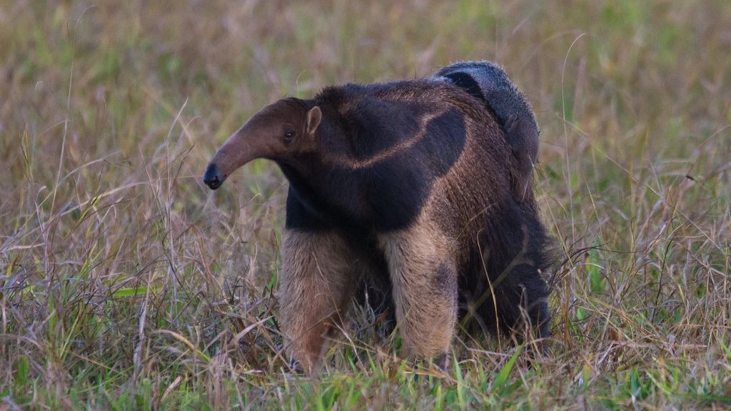 Amazing Animals: How an Anteater's Two-Foot Tongue Catches 30,000 Insects Daily