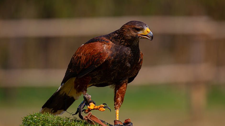 Did You Know? A Hawk's Tongue Is Covered in Backward-Pointing Spikes