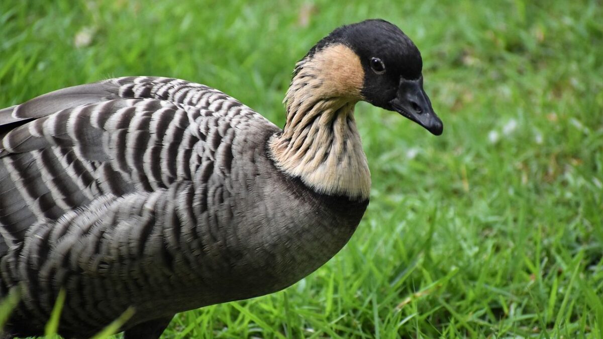 The Rarest Bird in North America – Can It Still Be Saved?