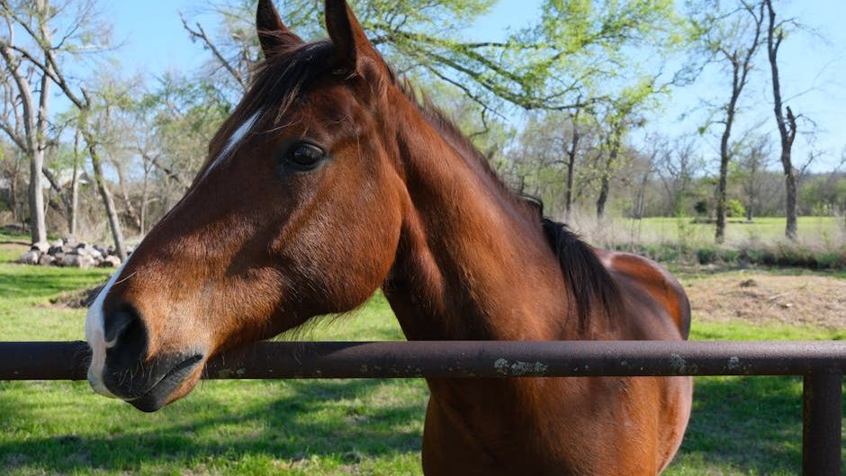 Texas Wild Horses Are Flourishing in Unexpected Corners of the State