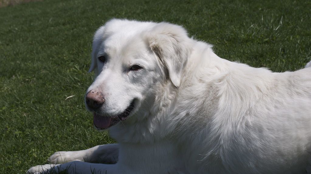 12 Dogs That Stand Up to Coyotes in Texas Backyards