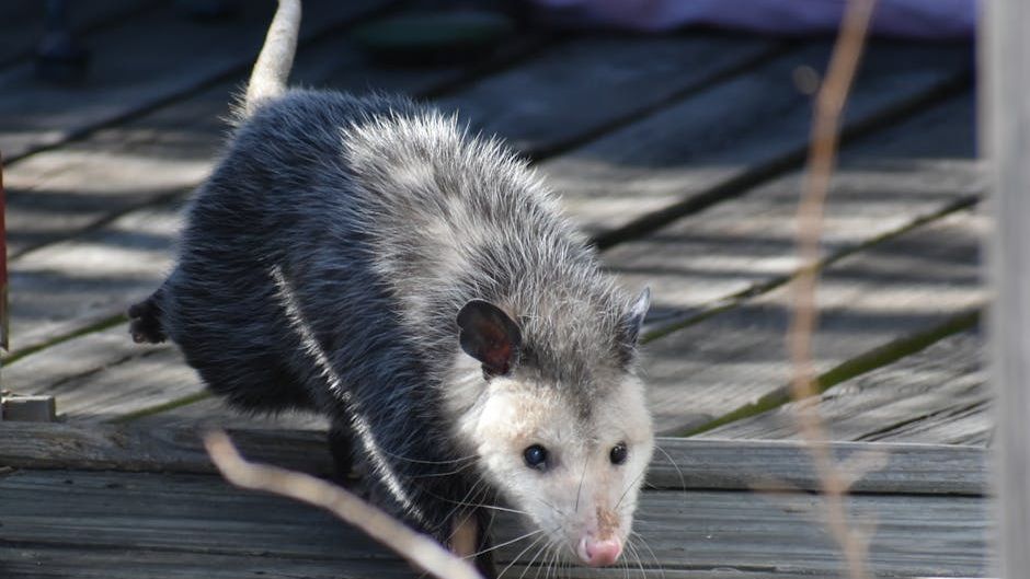 7 Surprising Ways Opossums Benefit Our Urban Ecosystems