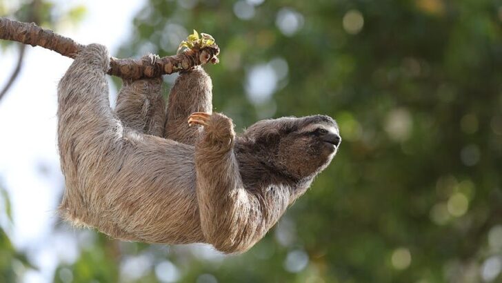 Florida Criminal Probe Targets Sloth World After 31 Animals Perish in Warehouse