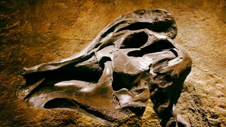 Forgotten Skull Unearths New Carnivorous Dinosaur After 40 Years in Storage