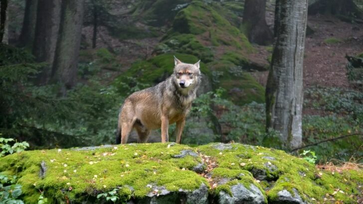 10 Common Myths About Coyotes That Aren&rsquo;t True