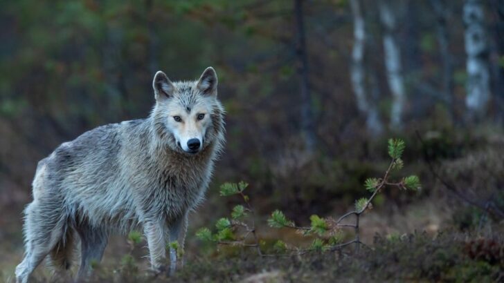 10 Ways Yellowstone Wolves Transformed Rivers and Forests