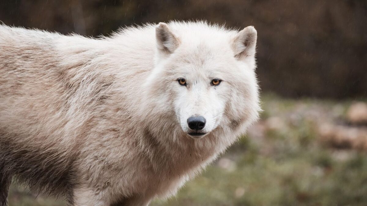 The Reason Why Wolves Rarely Attack Humans