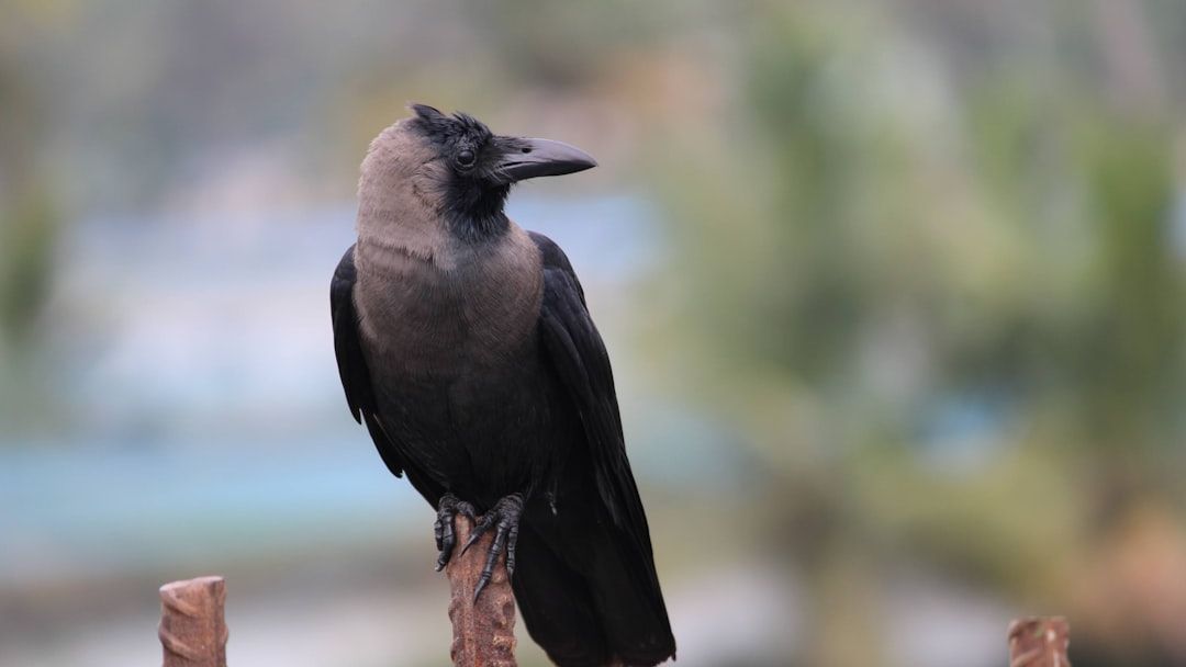 10 Fascinating Facts About Crows